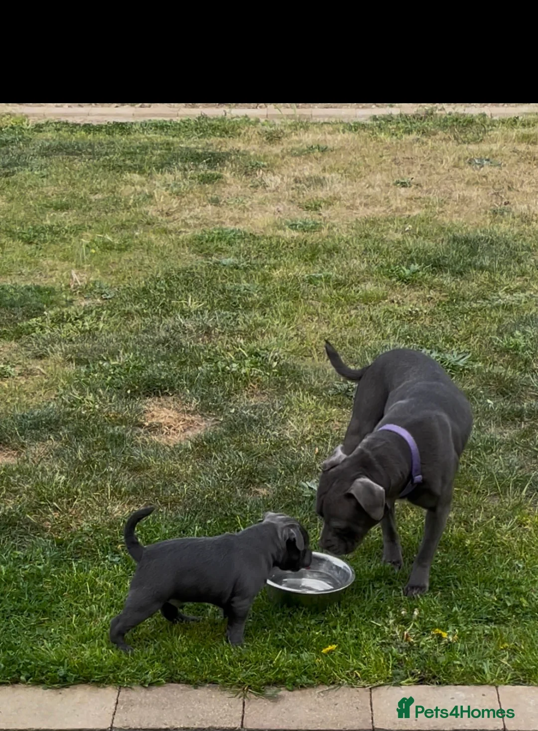 Staffordshire Bull Terrier dogs for sale: Staffordshire bull terrier in Wymondham - Advert 6