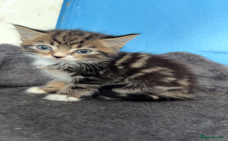 Mixed Breed cats - Advert 13