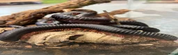 Mixed Breed invertebrates for sale: Various Invertebrates At Urban Exotics  - Advert 24