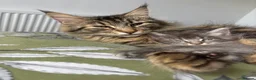 Maine Coon cats for sale: Gorgeous kittens ready soon - Advert 3