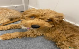 Cockapoo dogs for sale: 🐾STUNNING F1 COCKERPOOS REG BREEDER🐾 - Image 4