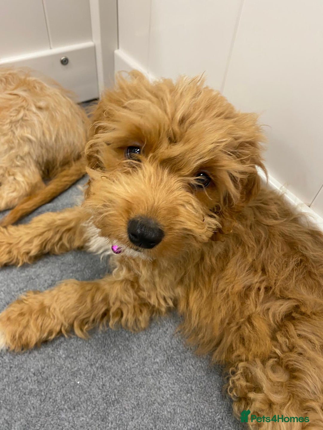 Cockapoo dogs for sale: 🐾STUNNING F1 COCKERPOOS REG BREEDER🐾 - Image 4