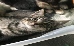 Domestic Shorthair cats for sale: 5 kittens ready to leave  - Image 1