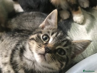 Domestic Shorthair cats - Advert 2