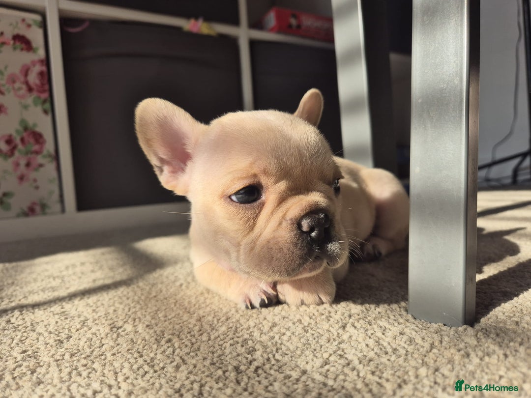 French Bulldog dogs for sale: Gorgeous French bulldog puppies Just 1 girl left!  - Advert 10