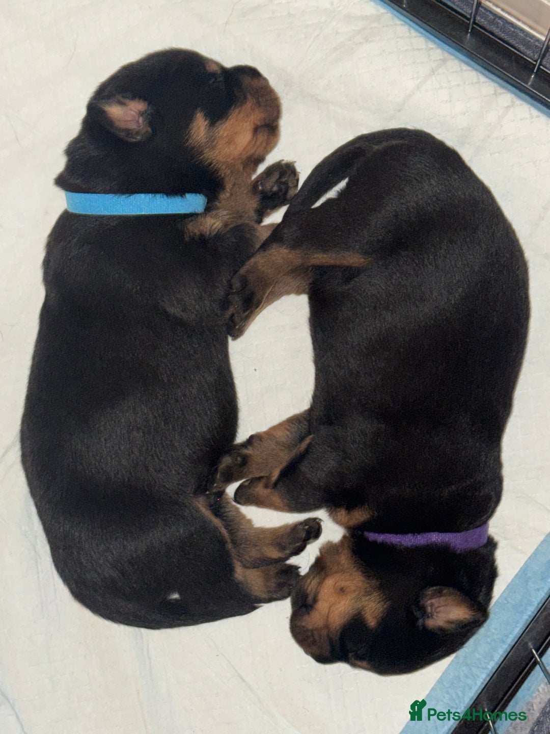 Rottweiler dogs for sale: KC Rottweiler puppies  - Advert 16