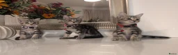 Mixed Breed cats for sale: Adorable kittens in London(SE18)😻😍😻 - Advert 12