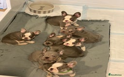 French Bulldog dogs for sale: French bulldog puppies - Image 8