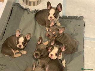 French Bulldog dogs for sale - Advert 1