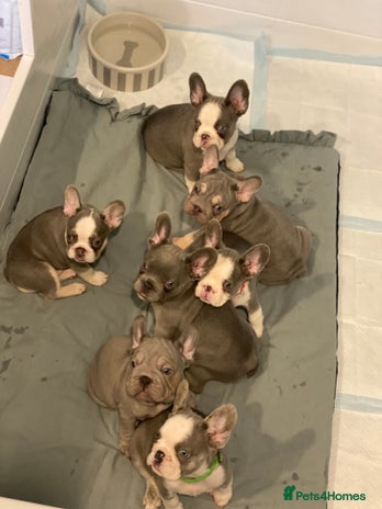 French Bulldog dogs - Advert 1