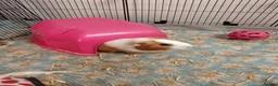 Guinea Pig rodents for sale: Guinea pigs and cage - Advert 3