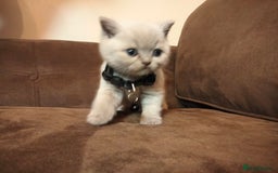 British Shorthair cats for sale: BSH lilac boys and girls, GCCF registered  - Image 9