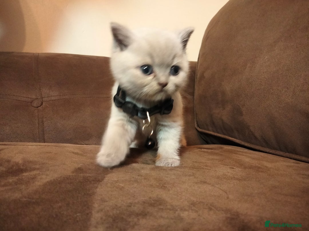British Shorthair cats for sale: BSH lilac boys and girls, GCCF registered  - Image 9