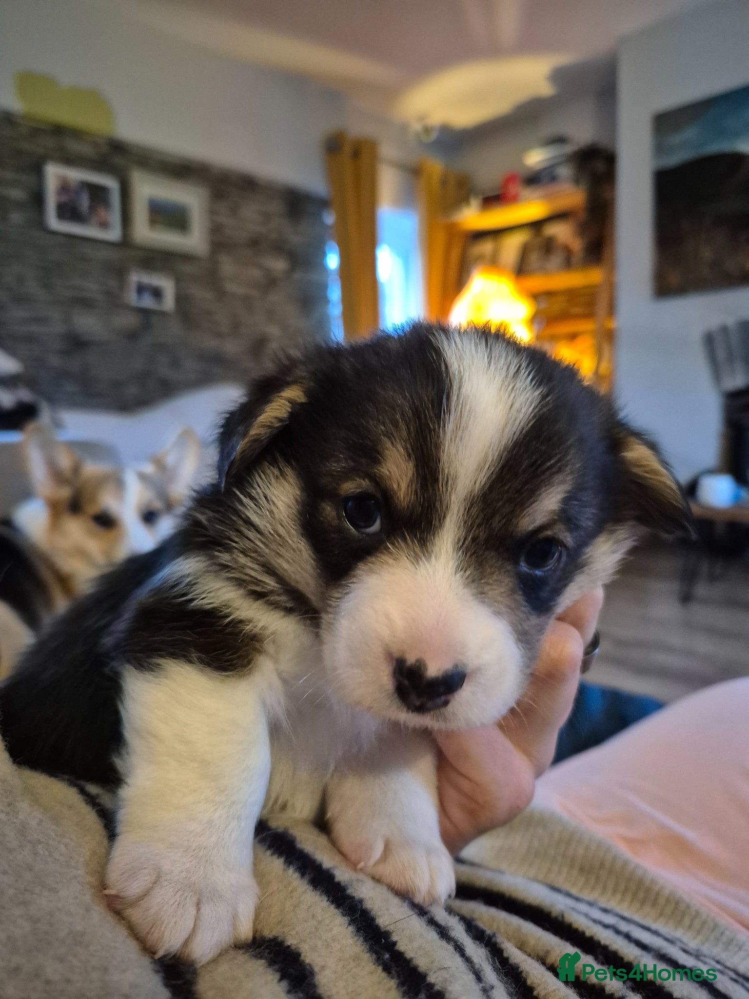 Welsh Corgi Pembroke dogs KC registered, tricolour boy, Pembrokeshire corgi  - Advert 13
