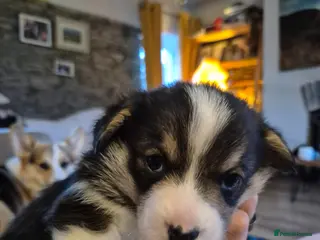 Welsh Corgi Pembroke dogs KC registered, tricolour boy, Pembrokeshire corgi - Advert 13