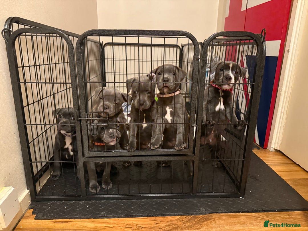 Staffordshire Bull Terrier dogs for sale: Lovely kc reg Staffordshire bull terrier puppies  - Image 24