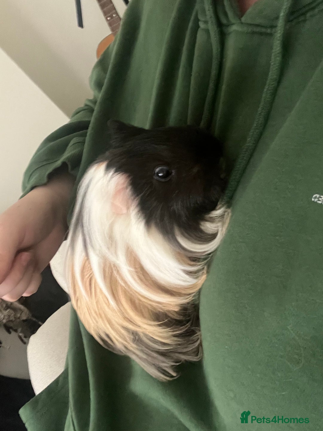 Guinea Pig rodents for sale: Two bonded male guinea pigs along with full set up - Image 3