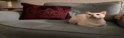 Domestic Shorthair cats for adoption: Male Indoor Cat for Adoption - Advert 11