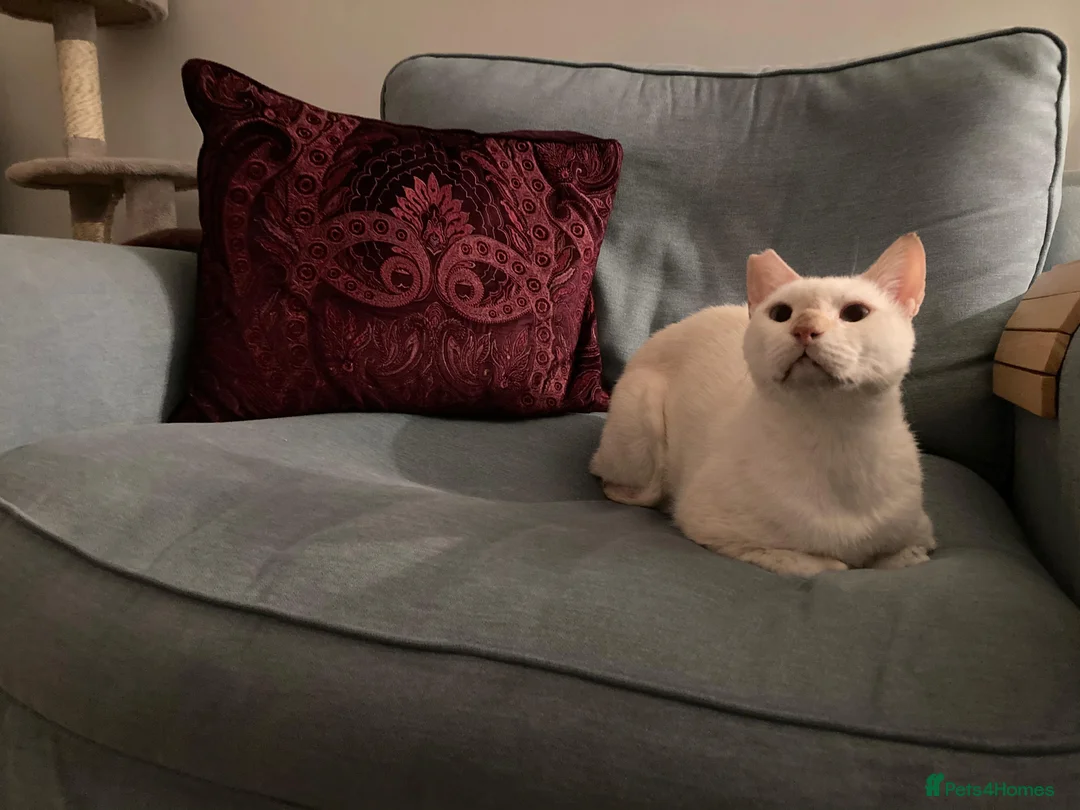 Domestic Shorthair cats for adoption: Male Indoor Cat for Adoption - Advert 11