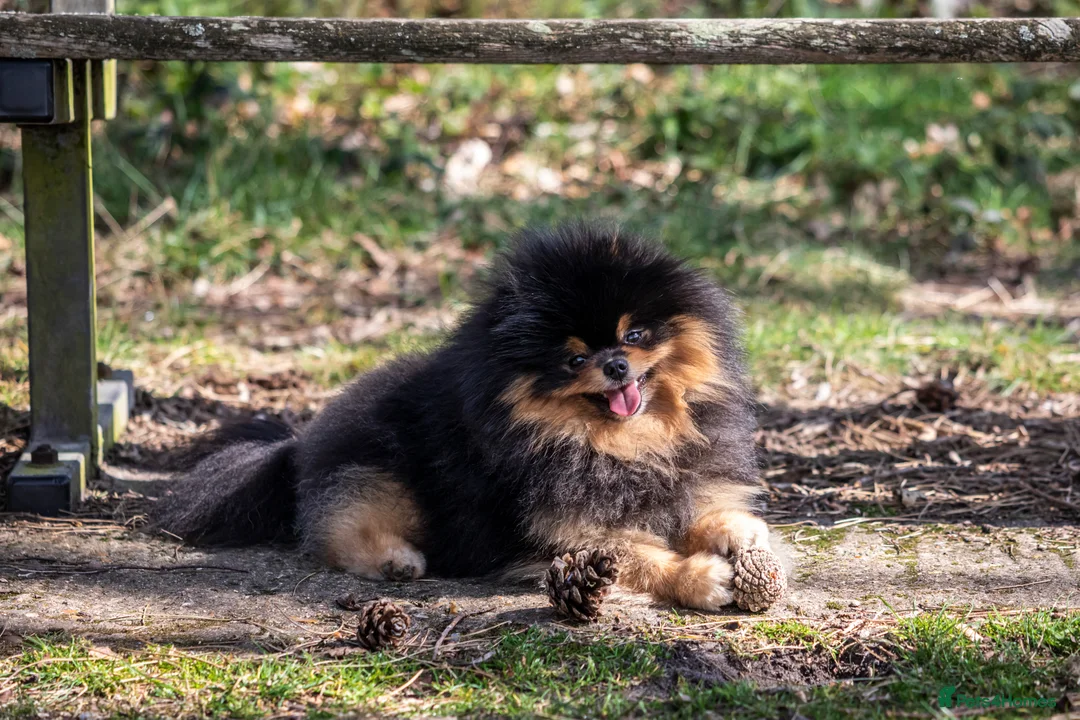 Pomeranian dogs for stud: Pomeranian Gentleman Available for Stud 🐾 - Advert 7