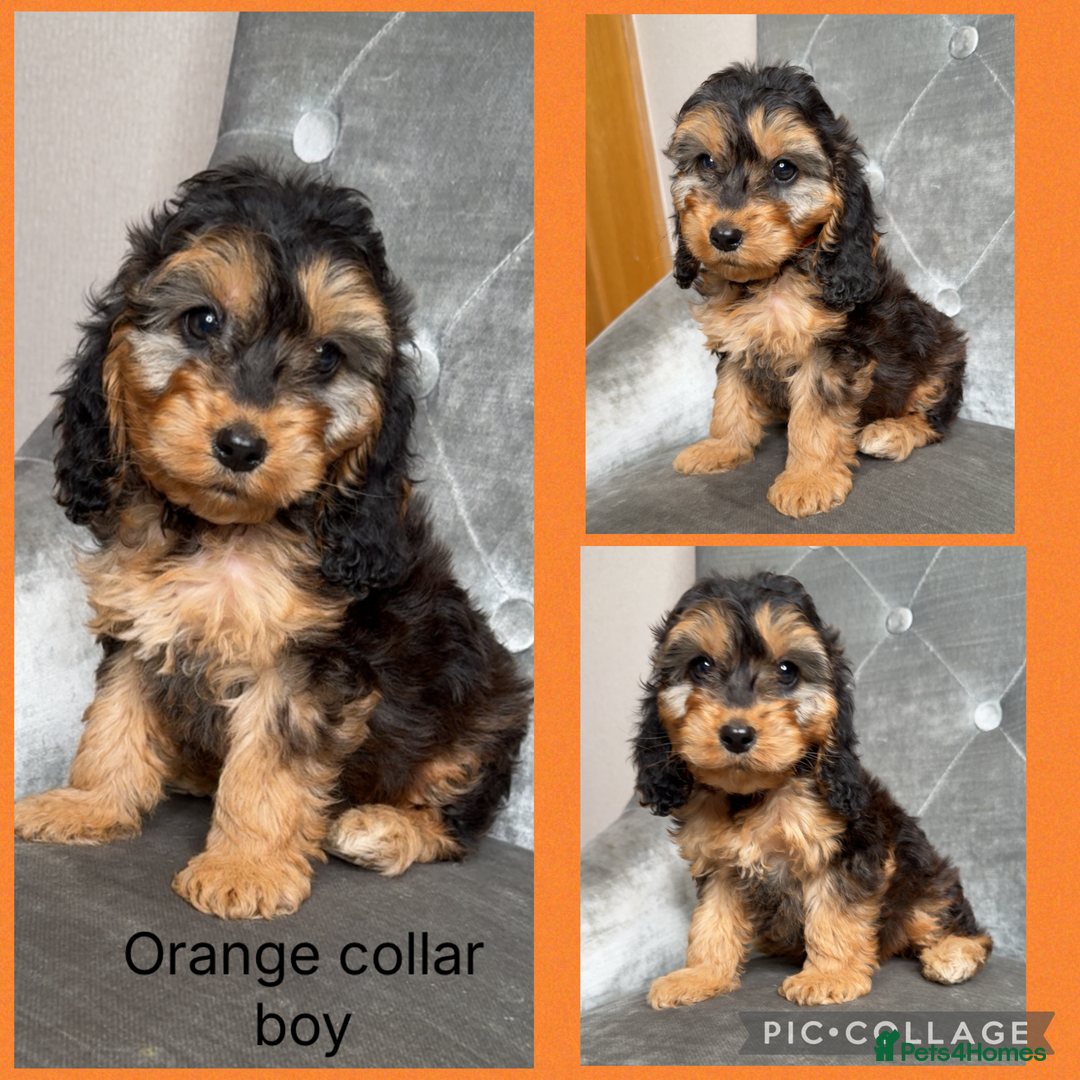 Cockapoo dogs for sale: Ready now F1 Cockapoos  - Image 5