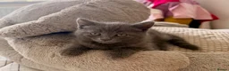 Persian cats for sale: Mix Persian Kittens Ready 2 Collect! - Advert 14