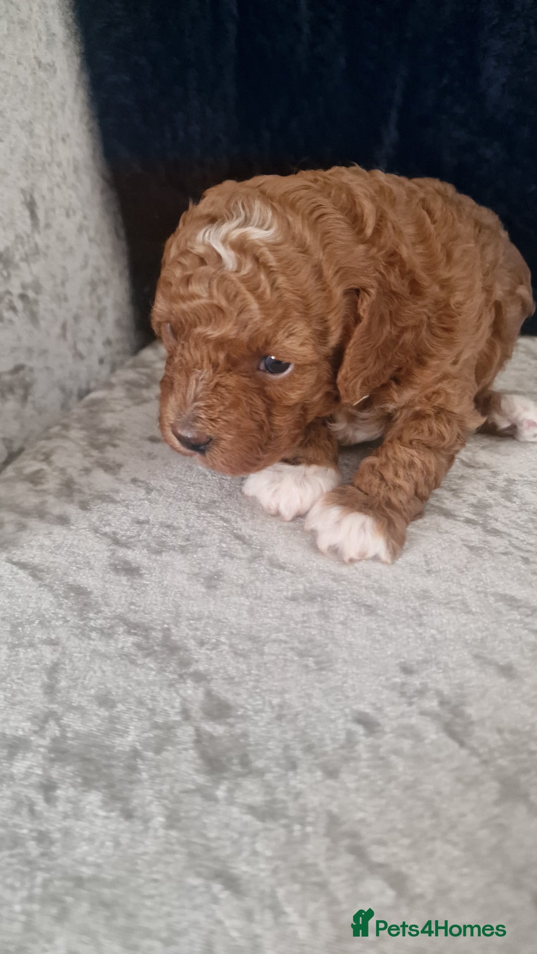 Cavapoo dogs for sale: Cavapoo f1b - Image 5