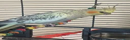 Cockatiels birds for sale: 2 female cockatiels in Gravesend - Advert 5