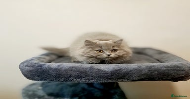 British Longhair cats - Advert 5