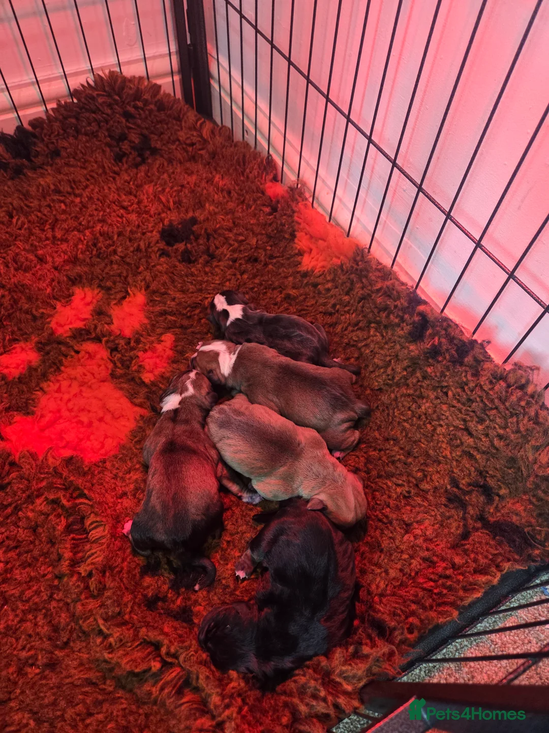 Olde English Bulldogge dogs for sale: Olde english bulldogee - Advert 9