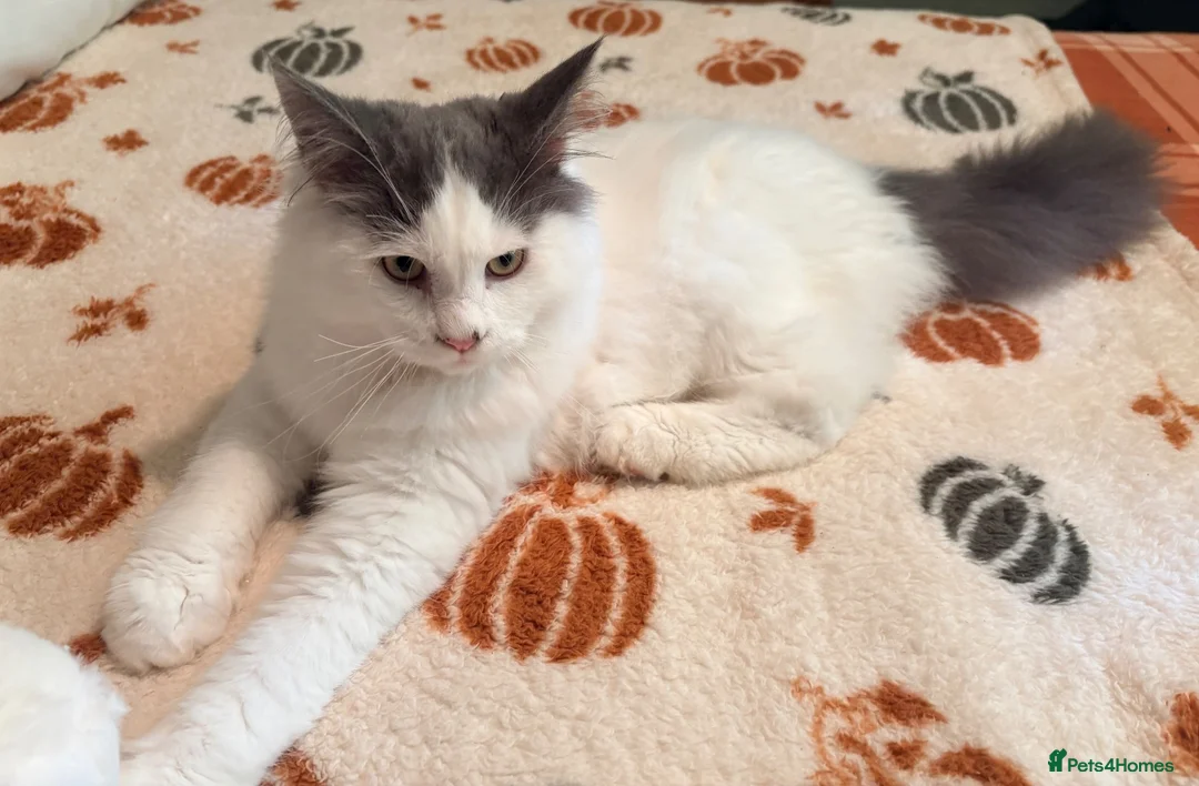 Mixed Breed cats for sale: Mischievous young male  - Advert 1