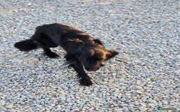 Cocker Spaniel dogs for adoption: Dena! - Image 6