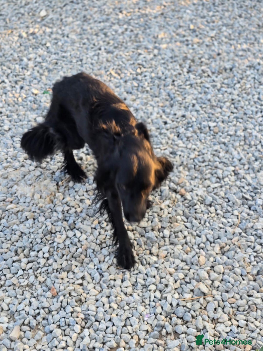Cocker Spaniel dogs for adoption: Dena! - Image 6
