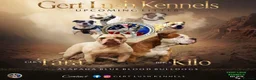 Alapaha Blue Blood Bulldog dogs for sale: Stunning Male IABBR Alapaha puppies - Advert 5