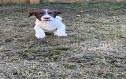 English Springer Spaniel dogs for sale: Gorgeous English Springer spaniel puppies - Image 12