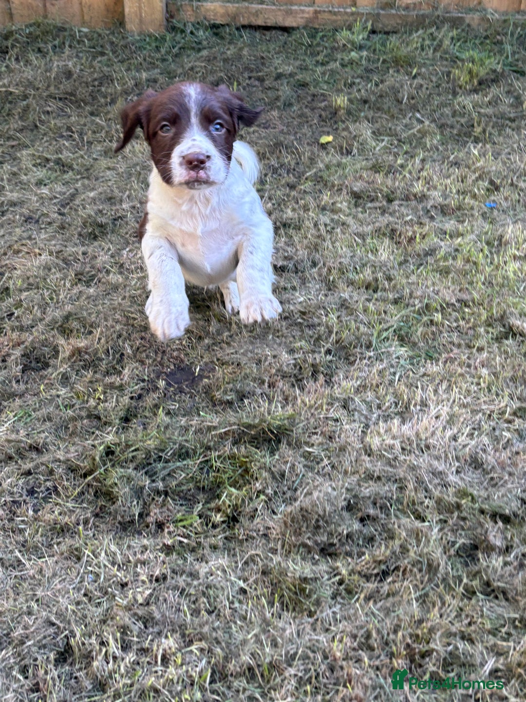 English Springer Spaniel dogs for sale: Gorgeous English Springer spaniel puppies - Image 12