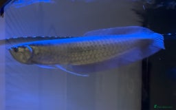 Angelfish fish for sale: Arawana 10 inches long  - Image 3