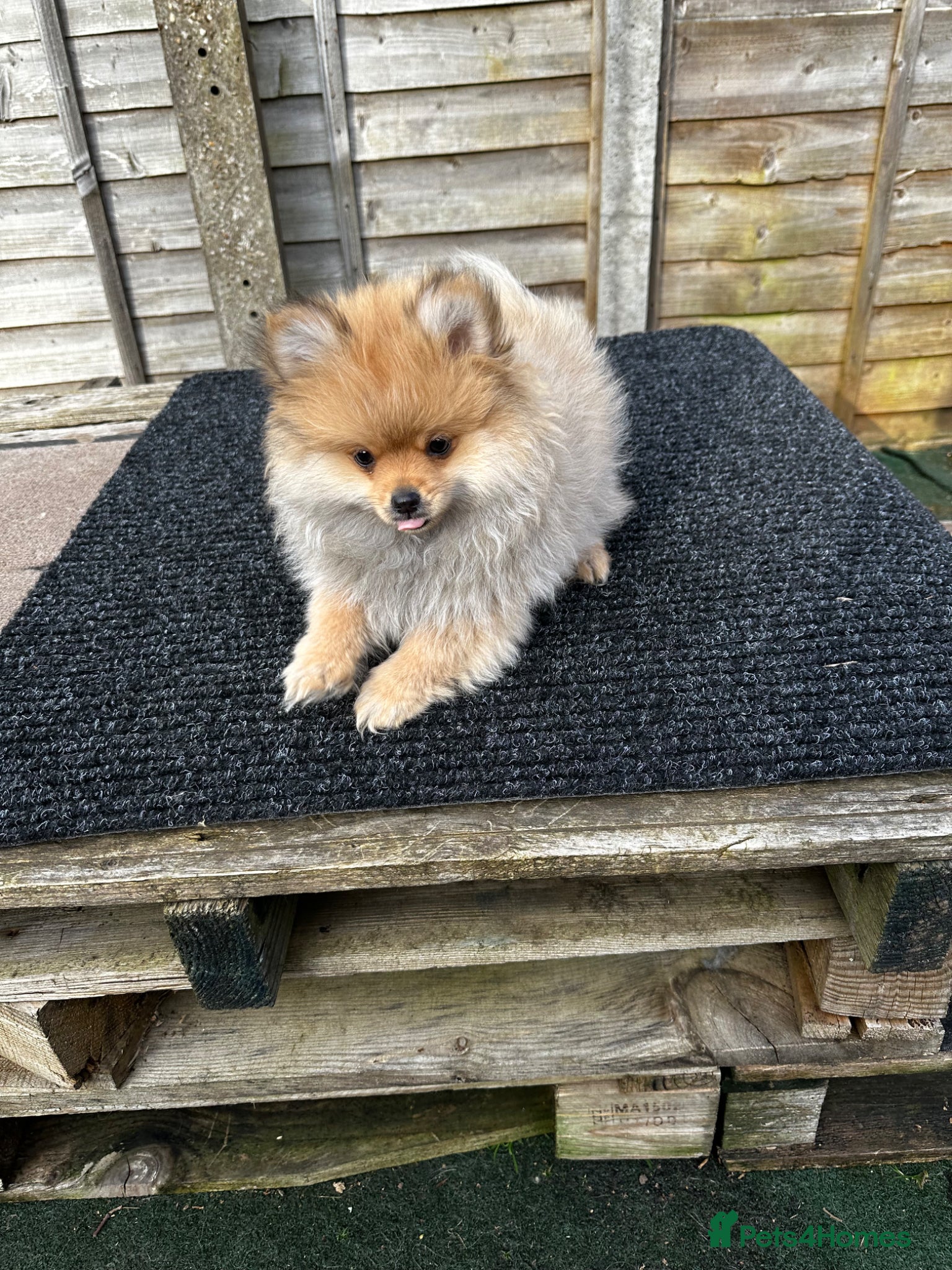 Pomeranian dogs ONE MALE LEFT CHAMP LINES 🐶😍 - Advert 11
