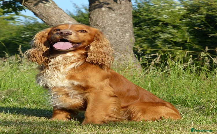 Cocker Spaniel dogs in Tonbridge - Advert 2