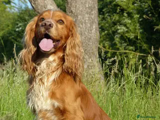 Cocker Spaniel dogs Pedigree working cocker spaniel standing at stud in Tonbridge - Advert 2