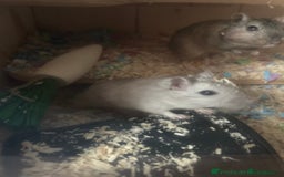 Gerbil rodents for sale: 4 Male Gerbils  - Image 1