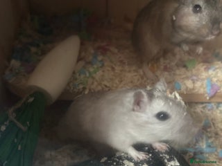 Gerbil rodents for sale - Advert 1