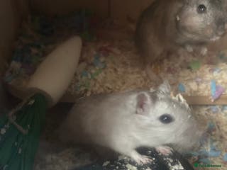 Gerbil rodents 4 Male Gerbils - Advert 5