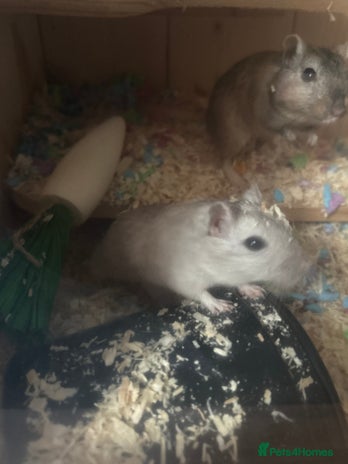 Gerbil rodents - Advert 1