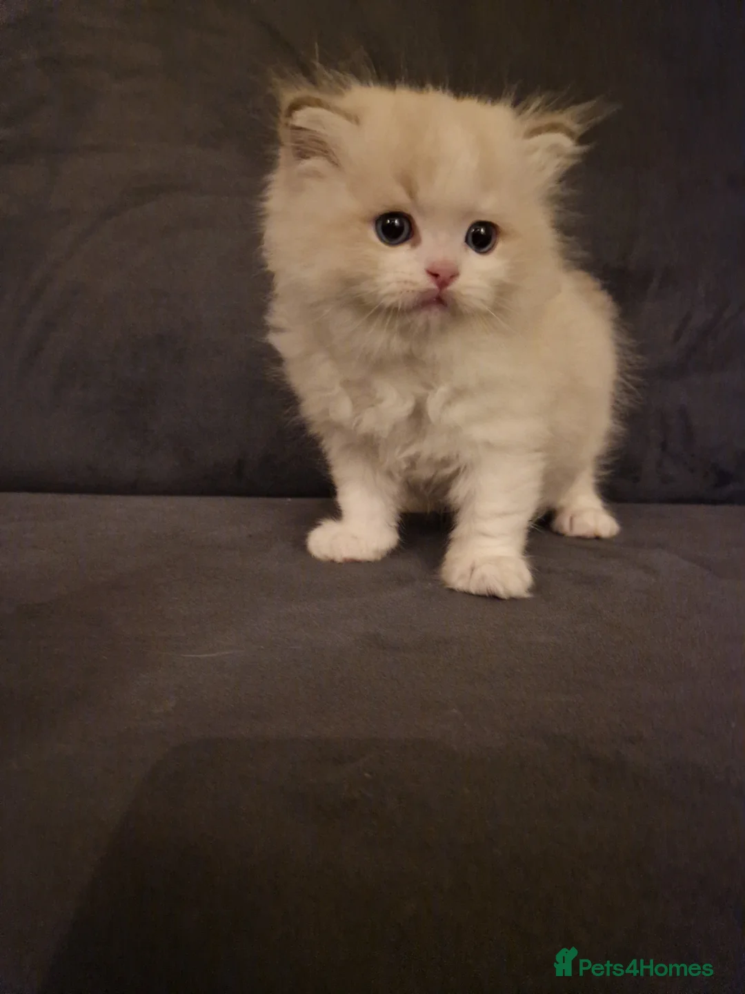 Ragdoll cats for sale: Show quality Ragdoll kittens  - Advert 6