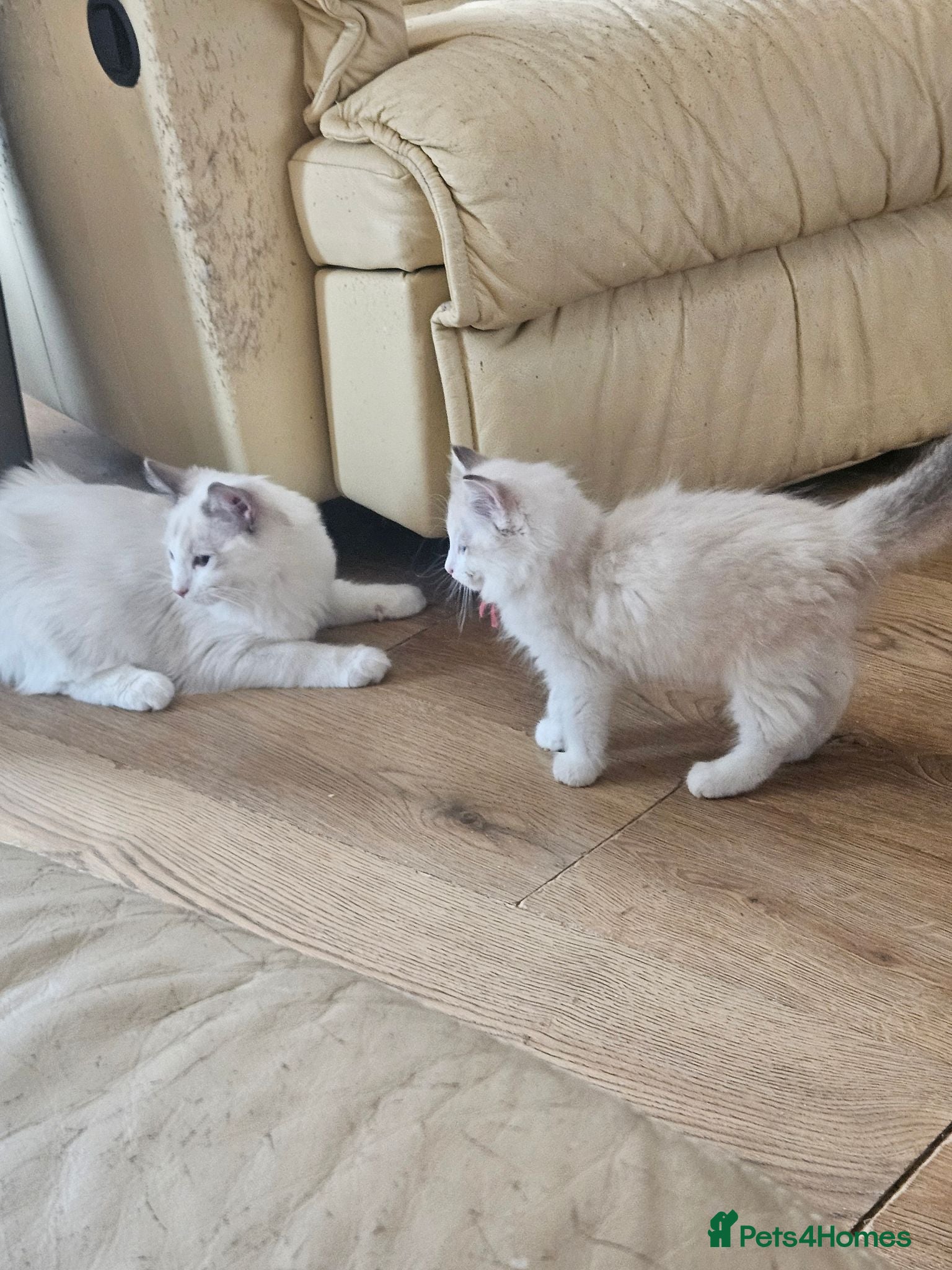 Ragdoll cats Beautiful Ragdoll kittens - Advert 2