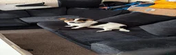 Mixed Breed dogs for sale: Dog for sale  in Leatherhead - Advert 5
