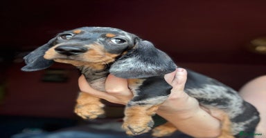 Dachshund dogs - Advert 3