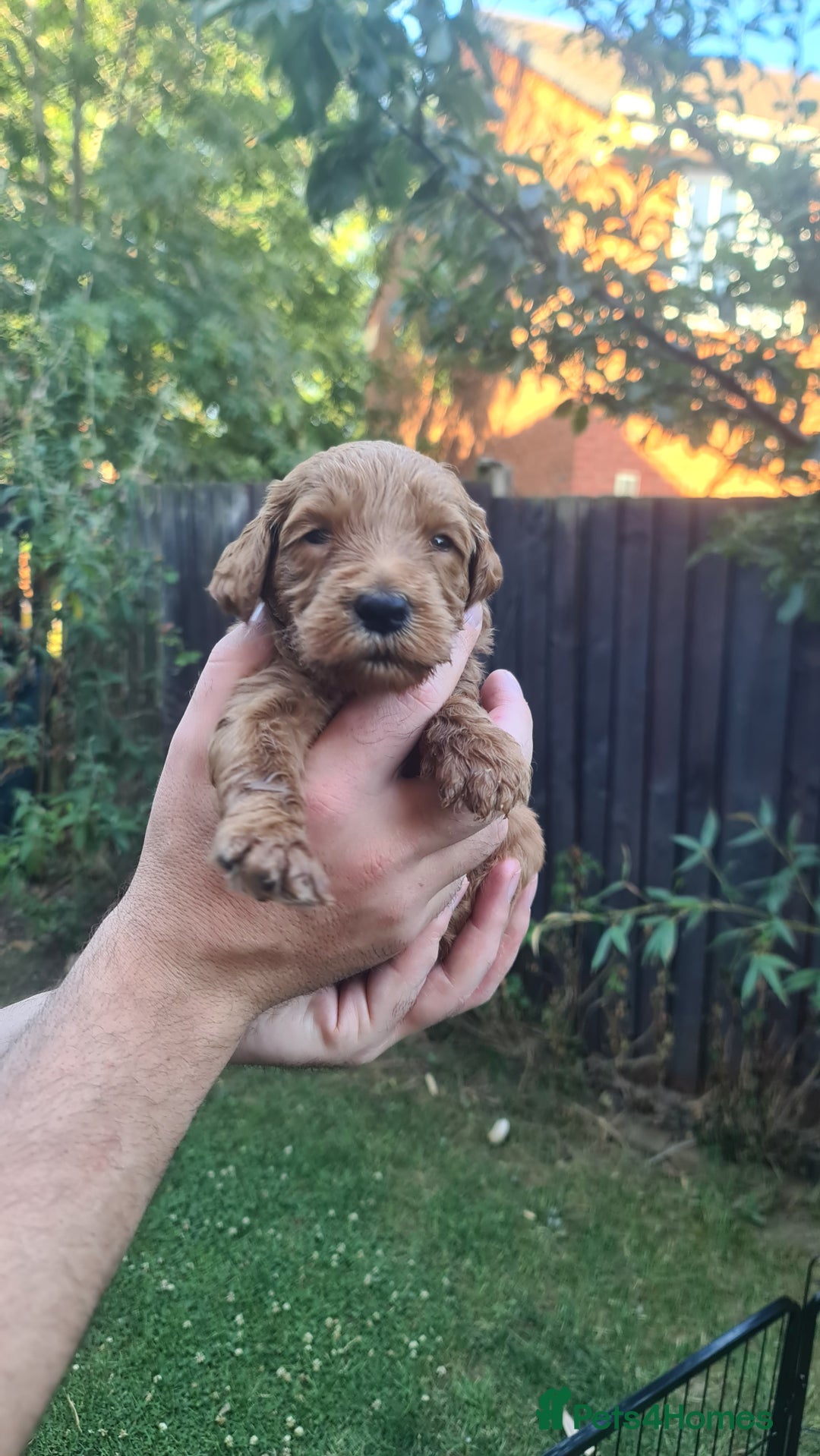 Goldendoodle dogs for sale: 🐾 Adorable Standard Goldendoodle Puppies 🐾 - Image 12