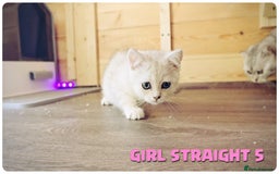 Scottish Fold cats for sale: Scottish Fold Kittens (Delivery  available) - Image 18
